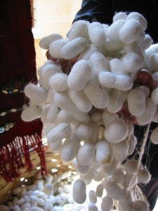 1231639_512870015465377_474166066_n